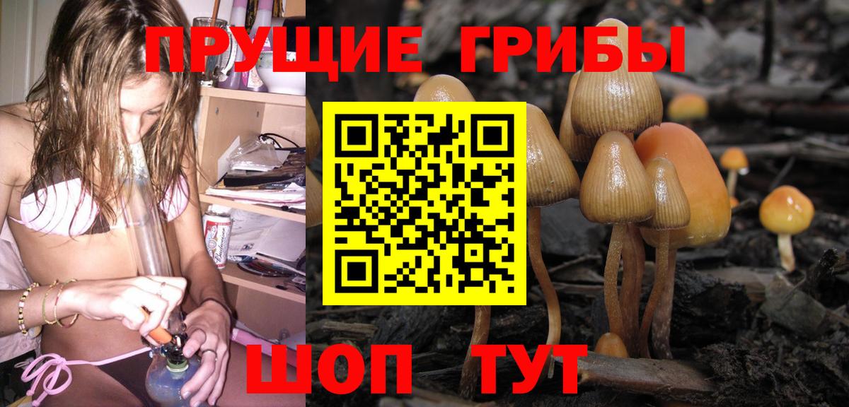 Галлюциногенные грибы Psilocybine cubensis Сосновоборск